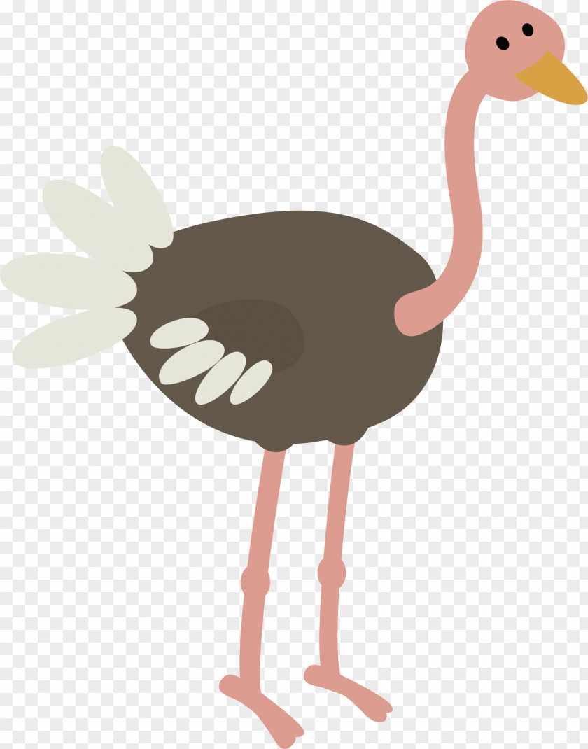 Gray Ostrich Vector Common Bird Animal Illustration PNG