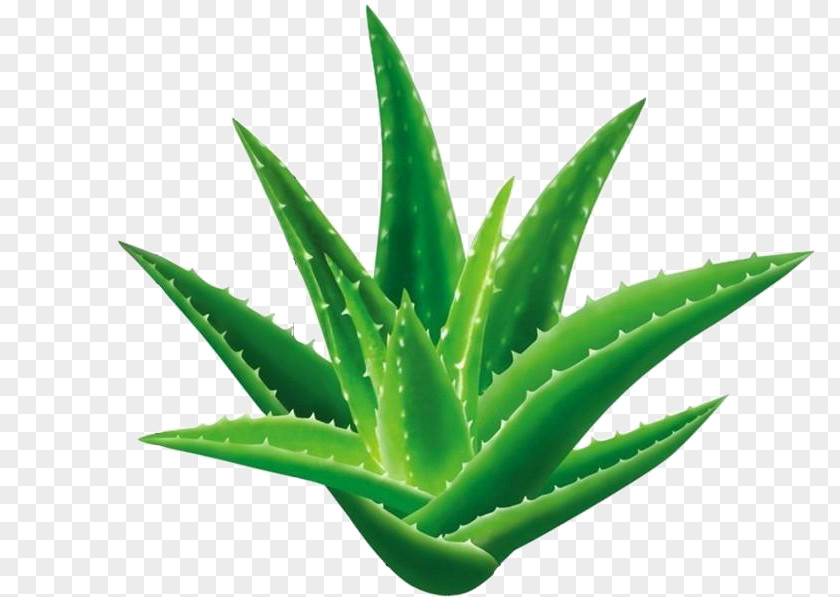 Green Aloe Vera Seed Emodin Gel Extract PNG