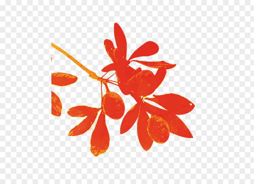 Leaf Petal Branching Fruit PNG