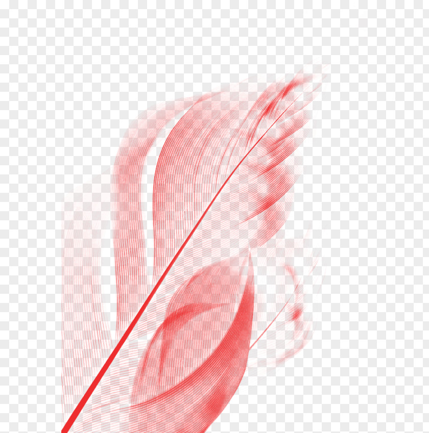 Pink Feather Euclidean Vector Hair PNG