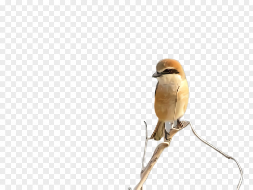 Songbird Wren Bird Beak Shrike Perching Finch PNG