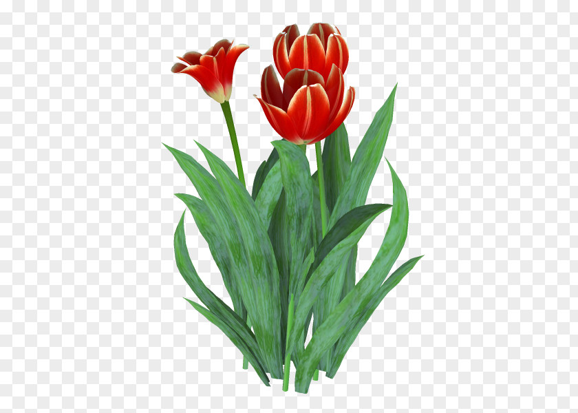 Xt Tulip Floristry Cut Flowers TinyPic PNG