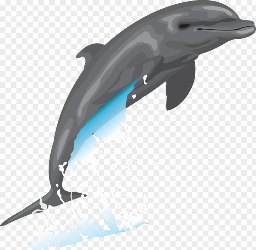 Dolphin Bottlenose Drawing Clip Art PNG