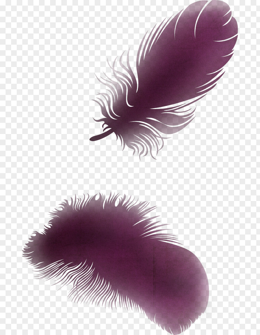 Feather Wing Bird Clip Art PNG