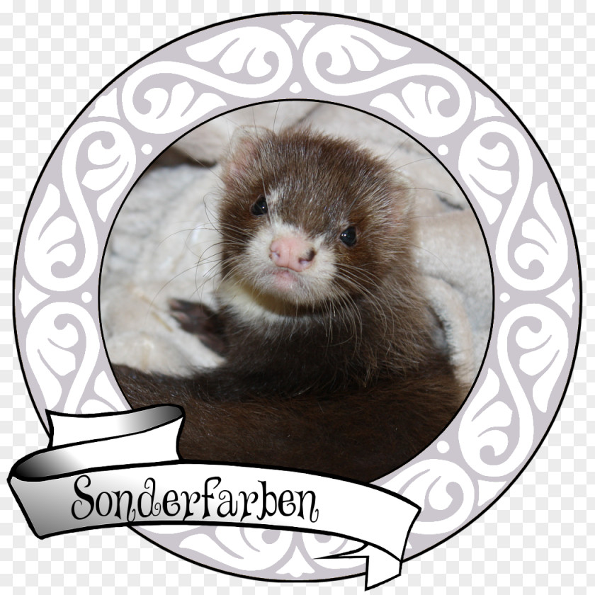 Ferret Switzerland Mink Whiskers Animal Husbandry PNG
