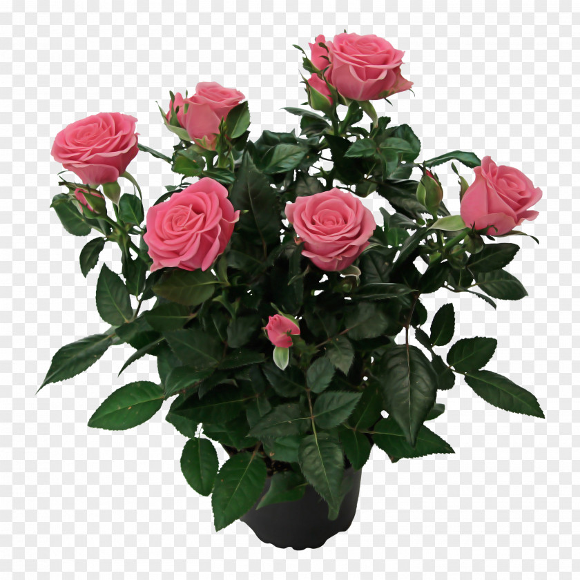 Garden Roses PNG