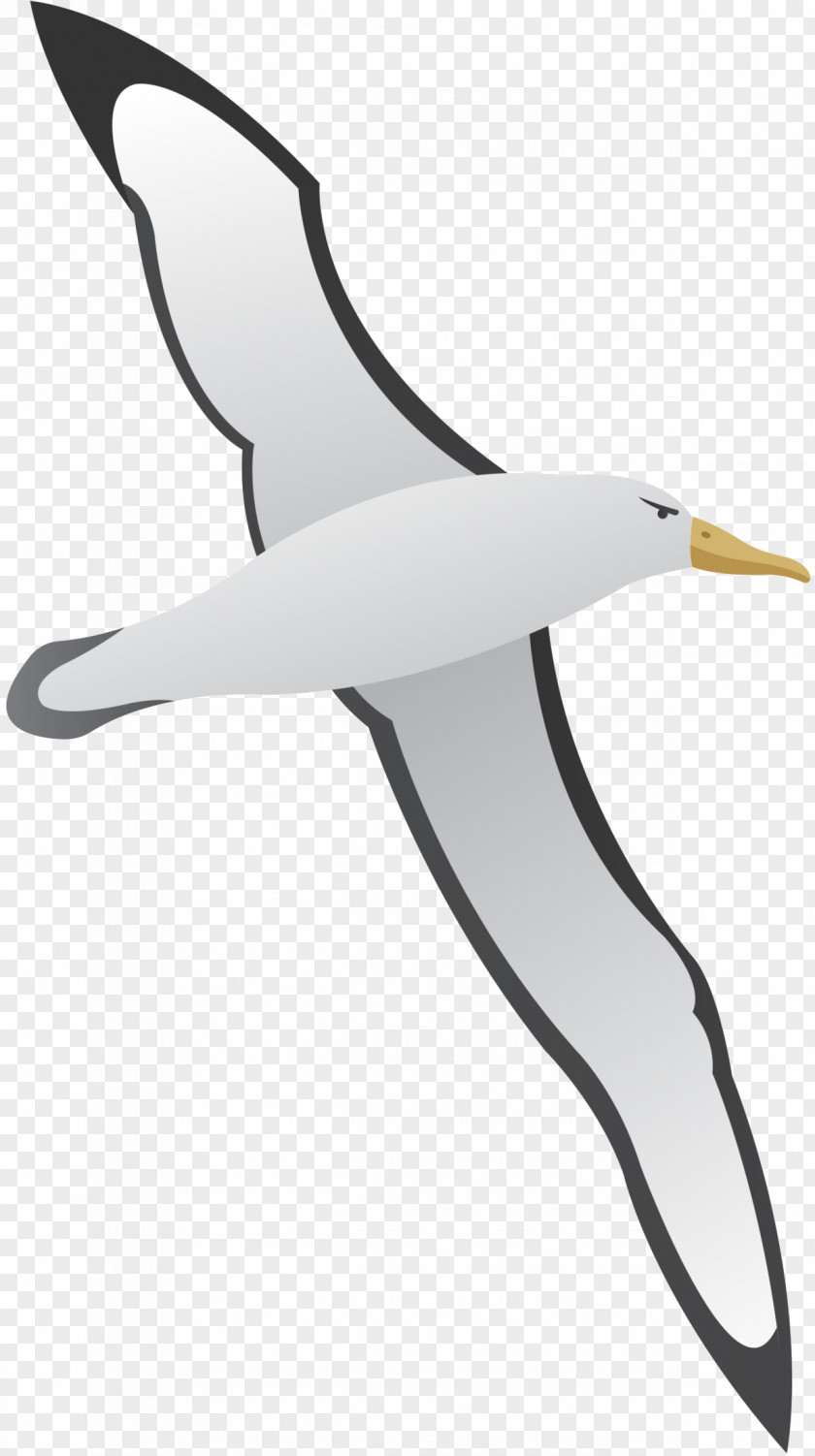 Gulls Clip Art Gannets Beak Product Design PNG