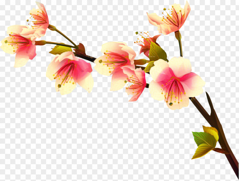 Plant Stem Artificial Flower Cherry Blossom Cartoon PNG