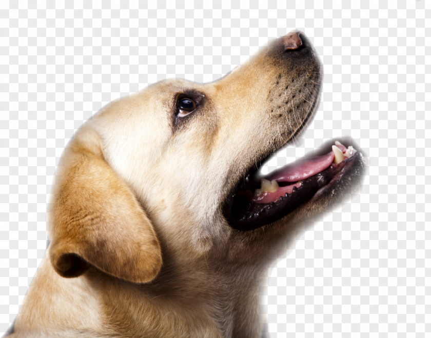 Police Dog Labrador Retriever Puppy Vizsla Detection PNG