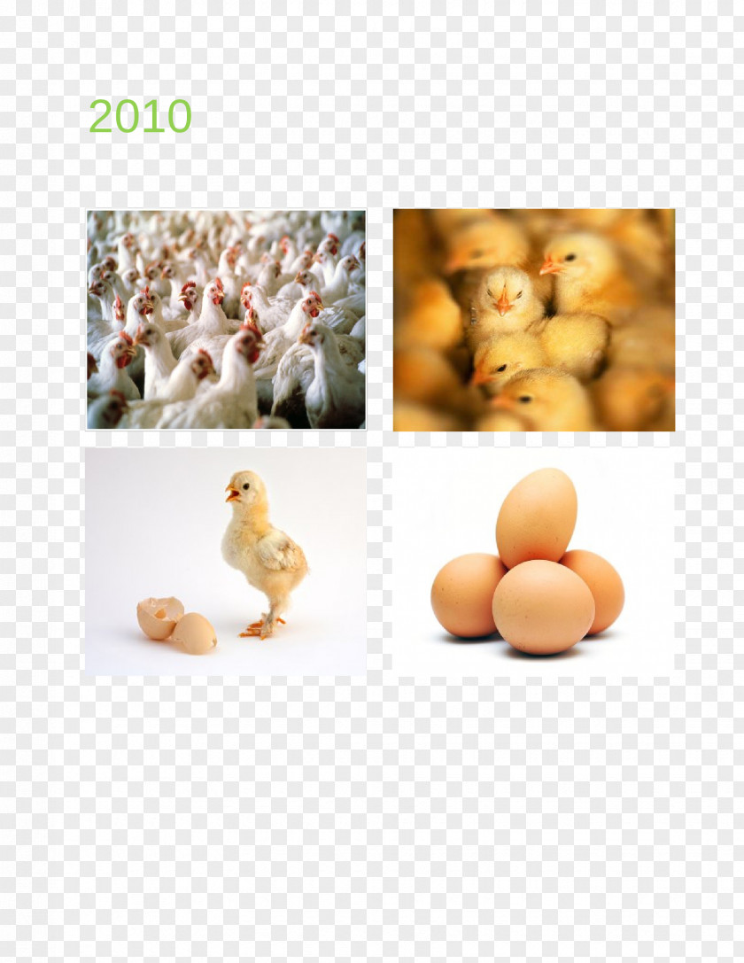 Poultry And Livestock Chicken Farming Agriculture Business Plan PNG