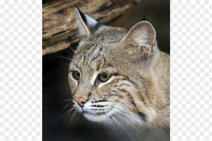 Whiskers Bobcat National Zoological Park Pixie-bob Domestic Short-haired Cat PNG