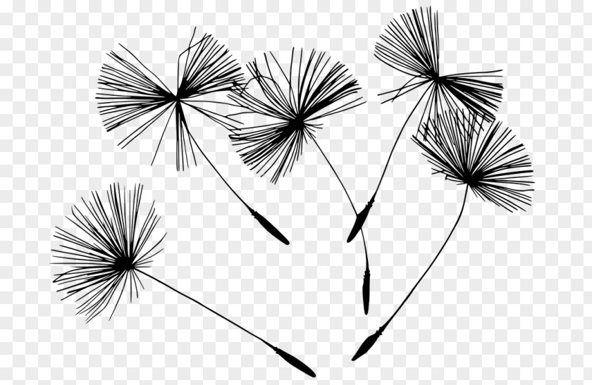 Wind Flower Horizons Holistic Health Clinic Photography Black And White Dandelion PNG