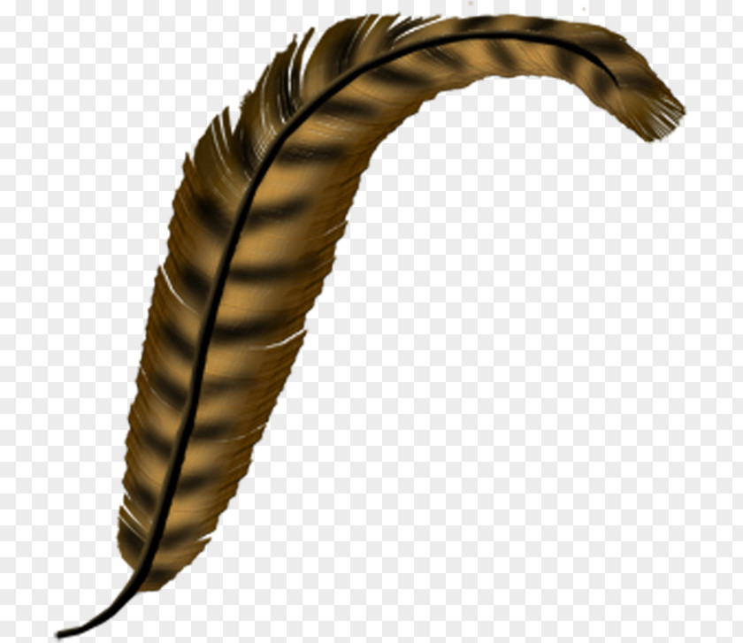 Feather Letter Quill Pheasant PNG