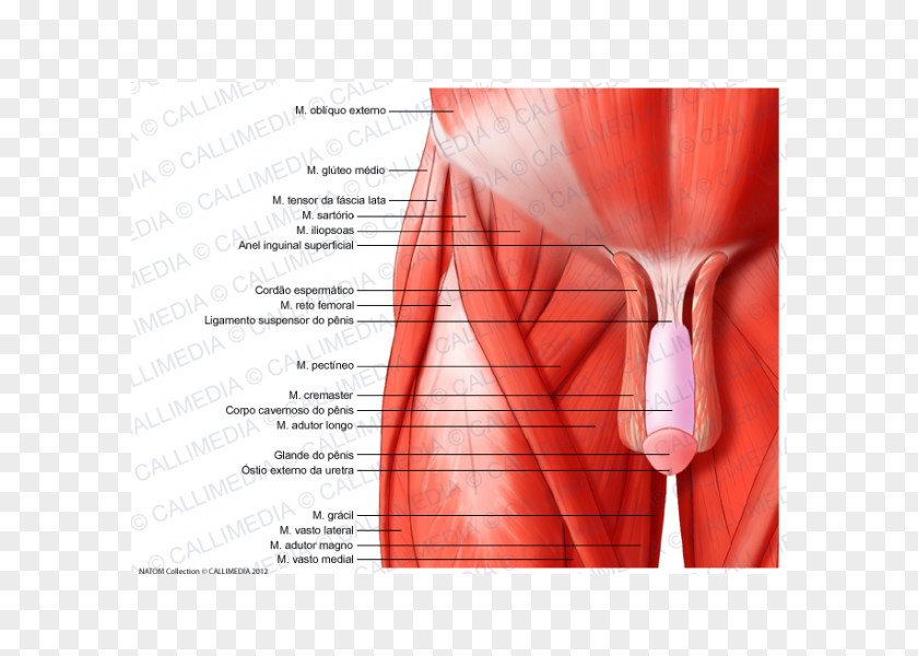 Korean Pelvis Muscles Of The Hip Anatomy And Injuries PNG