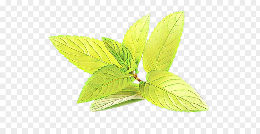 Leaf Green Plant Flower Mint PNG