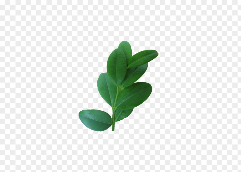 Boxwood Bonsai Leaf Buxus Sempervirens Shrub Hedge Evergreen PNG
