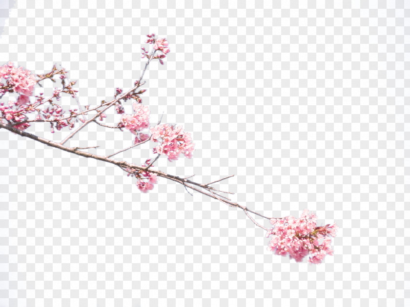 Cherry Blossoms Plum Blossom Common Petal PNG