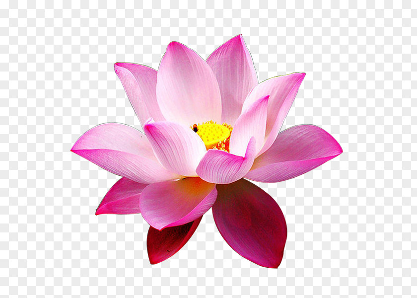 Hoa Sen Nelumbo Nucifera Flower Data Compression Pink Plant PNG