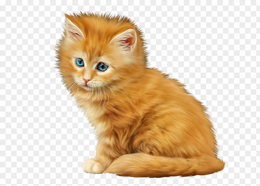 Kitten American Curl Maine Coon Norwegian Forest Cat Tabby PNG
