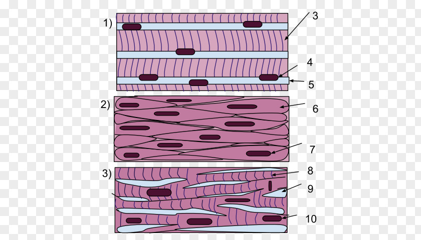 Muscle Tissue Smooth Skeletal Cardiac PNG