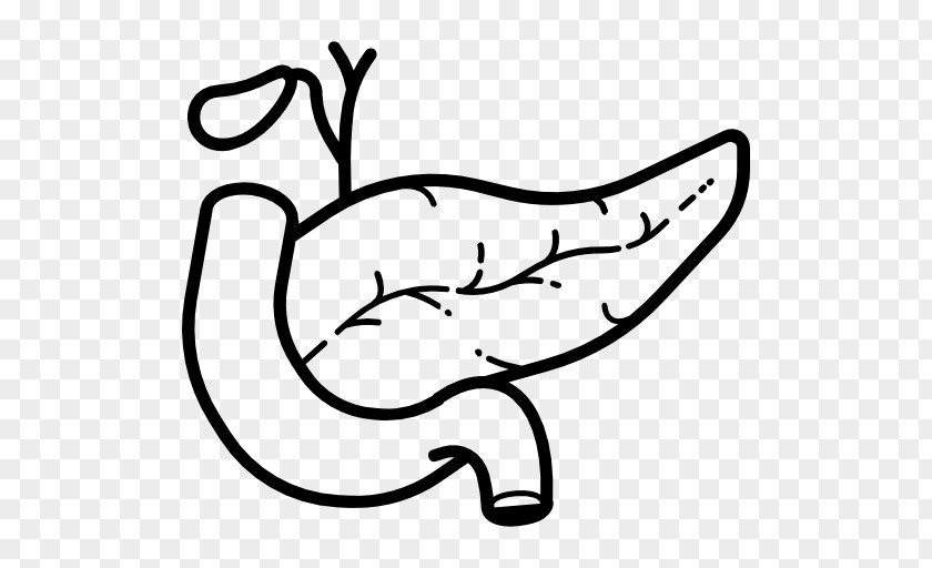 Nose Pancreas Duodenum PNG