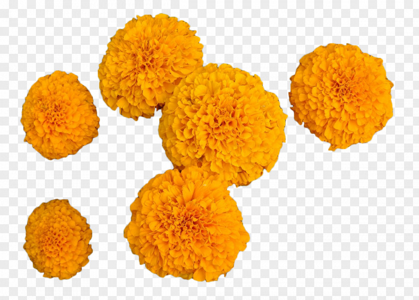 Orange Marigold Calendula Officinalis Mexican Flower PNG