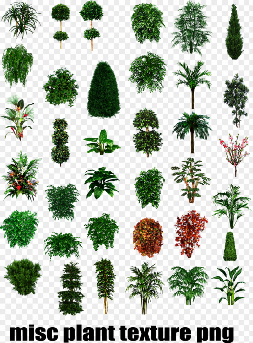 Plant Tropical Types Shrub Tree PNG