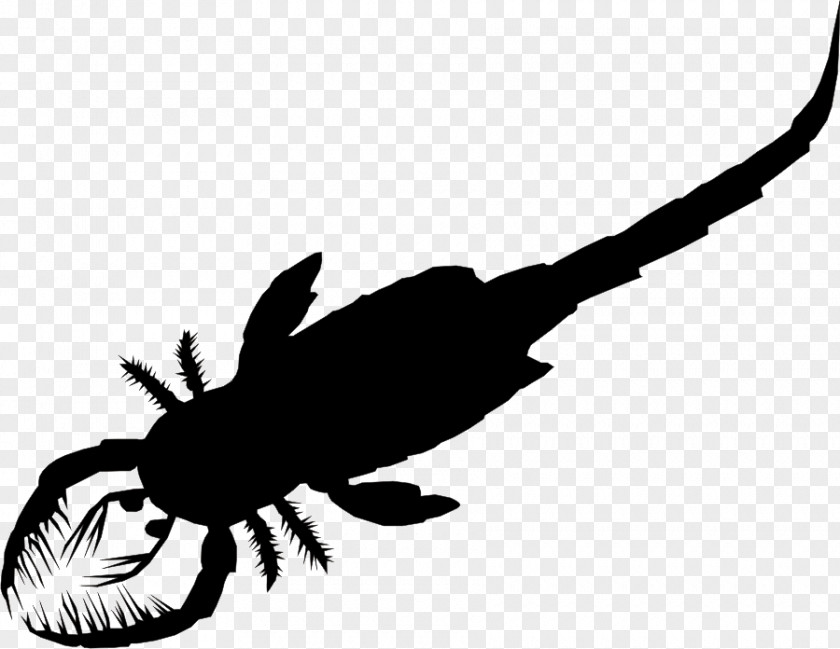 Silhoutte Eurypterid Scorpion Xiphosura Silurian Tachypleus Tridentatus PNG