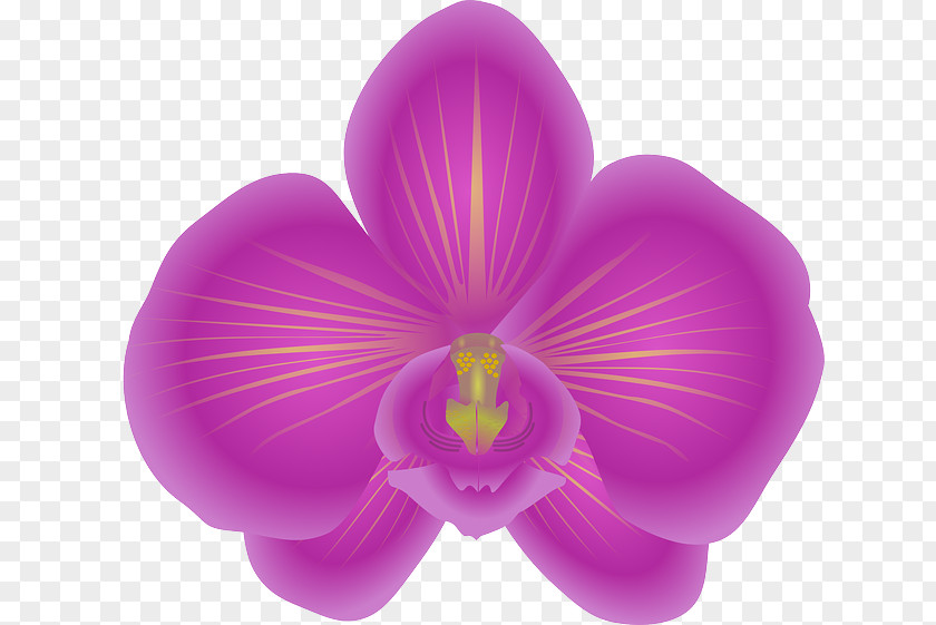 Violet Flower Cattleya Orchids Clip Art PNG