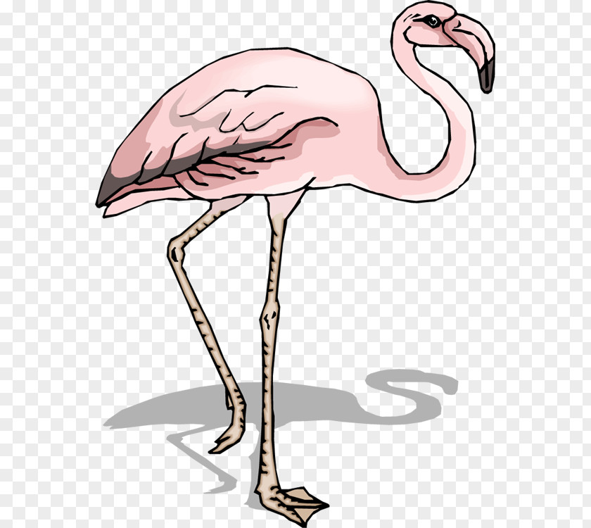Bird Flamingo Pelican Clip Art PNG