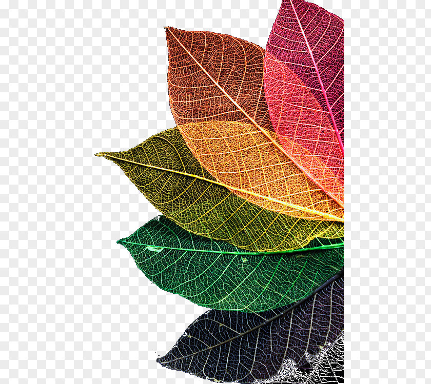 Color Leaf Texture Autumn Rainbow PNG