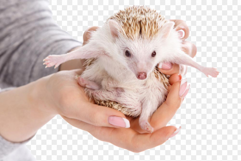 Open Hands Hedgehog Domesticated Four-toed Erinaceus Photography PNG