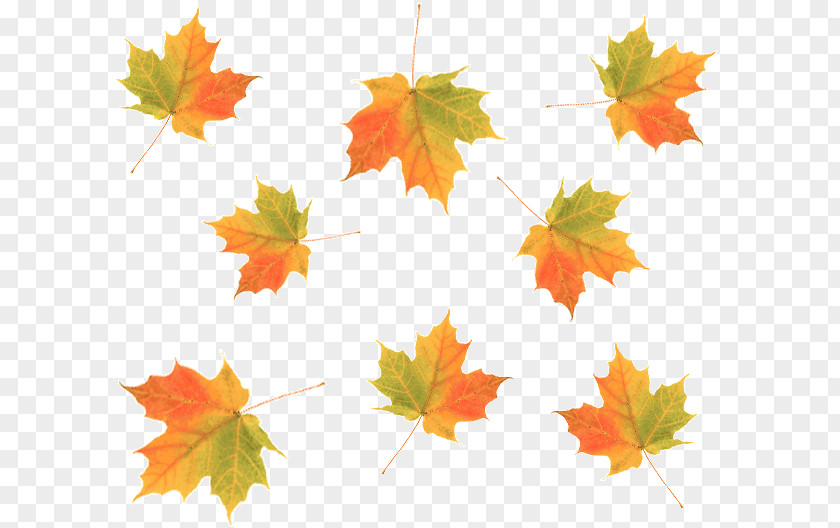 Autumn Leaves HTML Desktop Wallpaper Leaf PNG