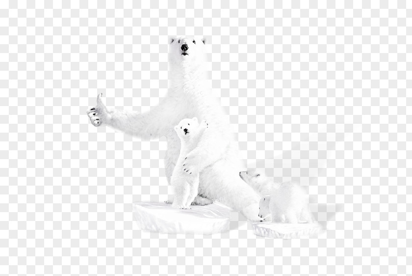 Bear Polar Black And White U718au5abdu5abdu8cb7u83dcu7db2 PNG