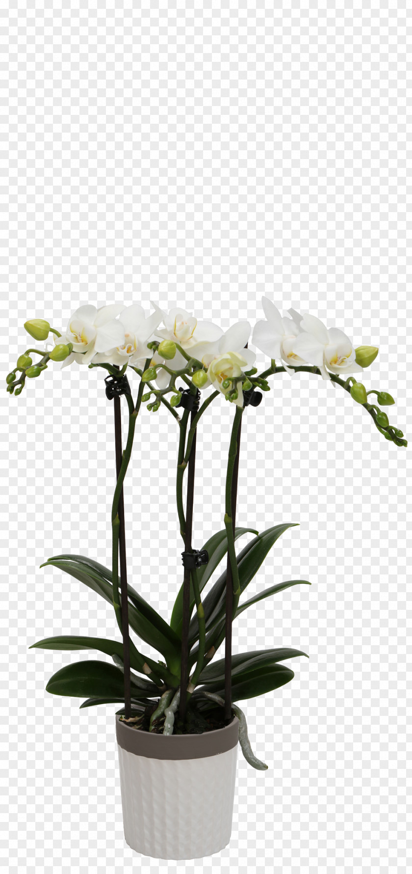 Dendrobium Orchid Flower Plant Flowerpot Cut Flowers Moth PNG