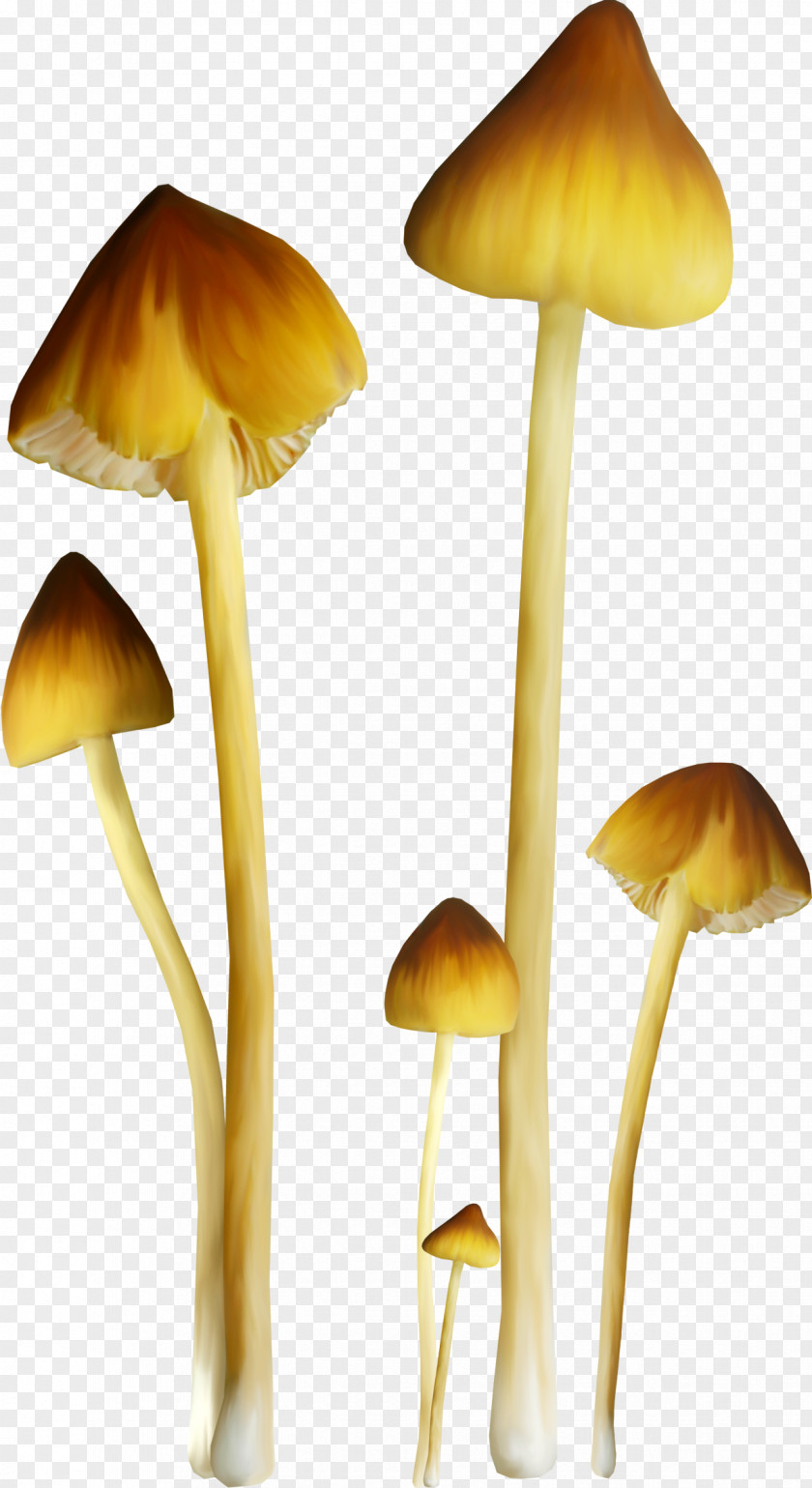 Diy Mushrooms Fungus Mushroom Amanita Clip Art PNG