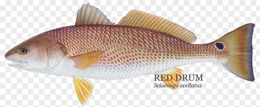 Fishing Red Drum Redfish Black Rose Fish PNG