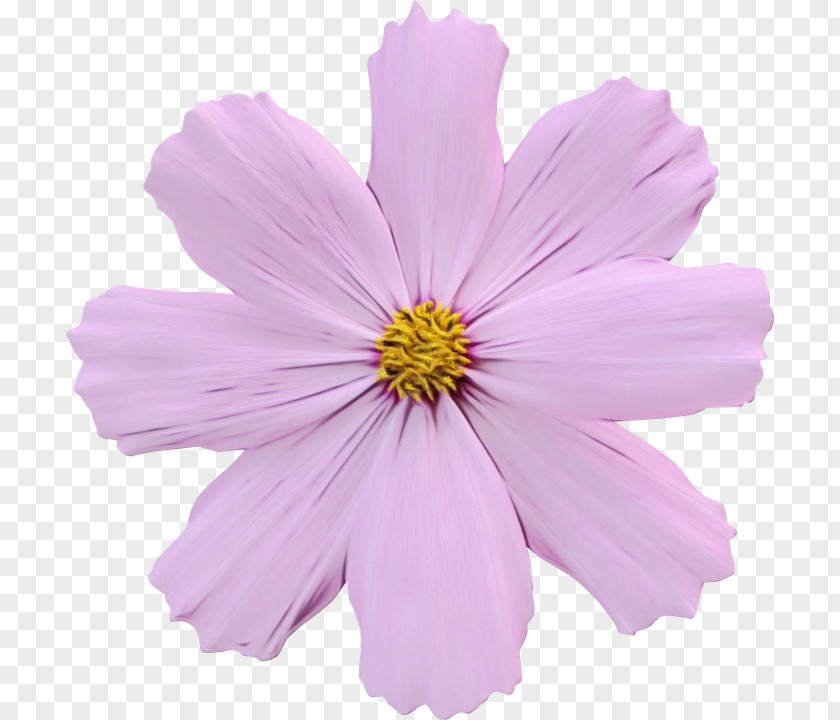 Garden Cosmos Annual Plant Plate-bande Violet Pink PNG
