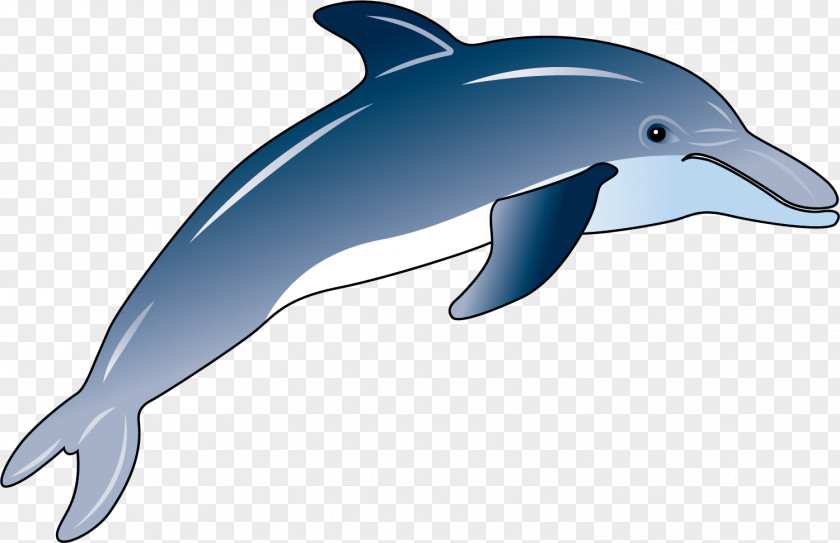 Hand Painted Blue Dolphin Short-beaked Common Wholphin Bottlenose Rough-toothed Tucuxi PNG
