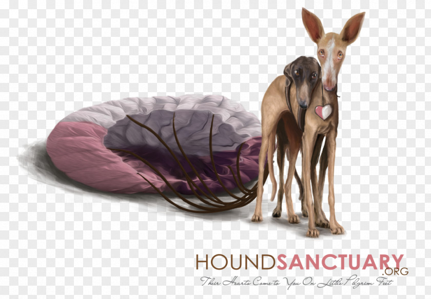 Ibizan Hound Spanish Greyhound Afghan Borzoi Podenco Canario PNG