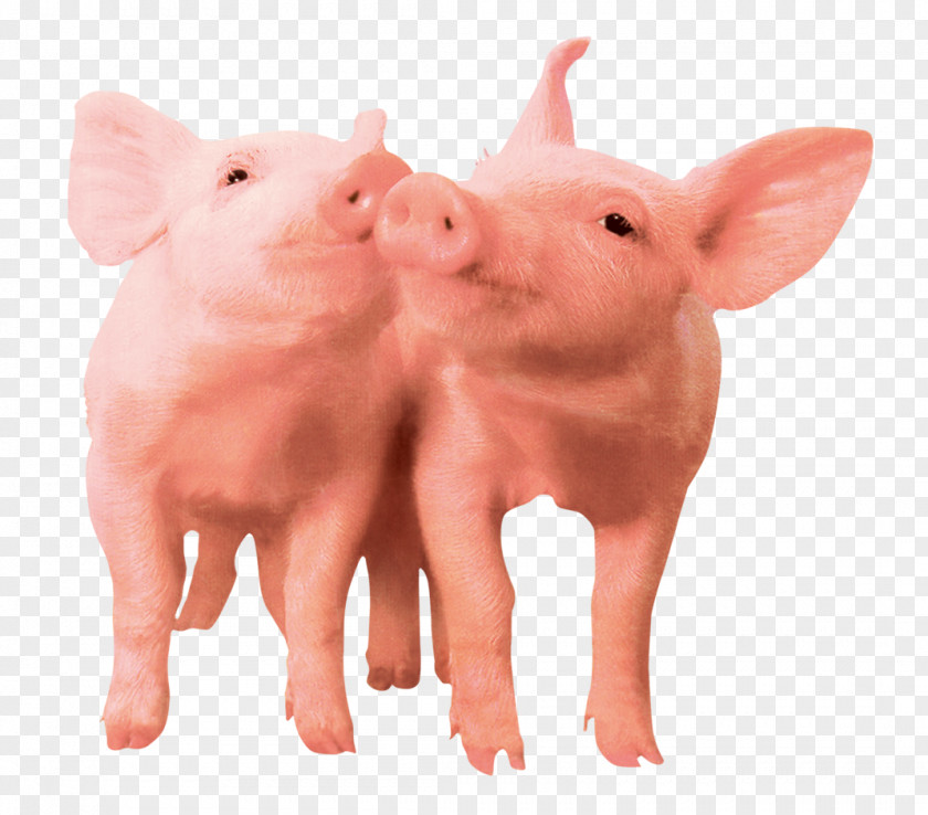 Pet Pig Domestic Cattle Livestock Animal PNG