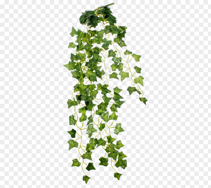 Plant Shrub Vine PNG