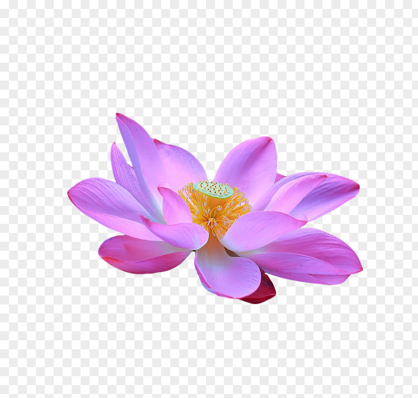 Sacred Lotus Magnolia Family Magenta Telekom Lotus-m PNG