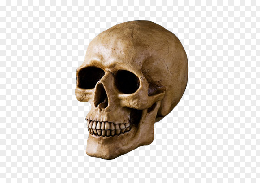 Skull U9ab7u9ac5 Bone Head PNG