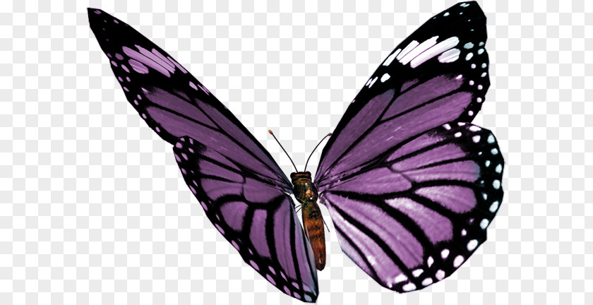 A Butterfly Millies Angel PNG
