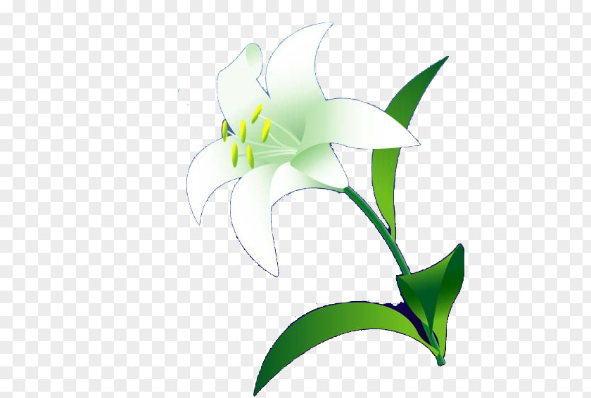 A Lily Lilium Flower Euclidean Vector PNG