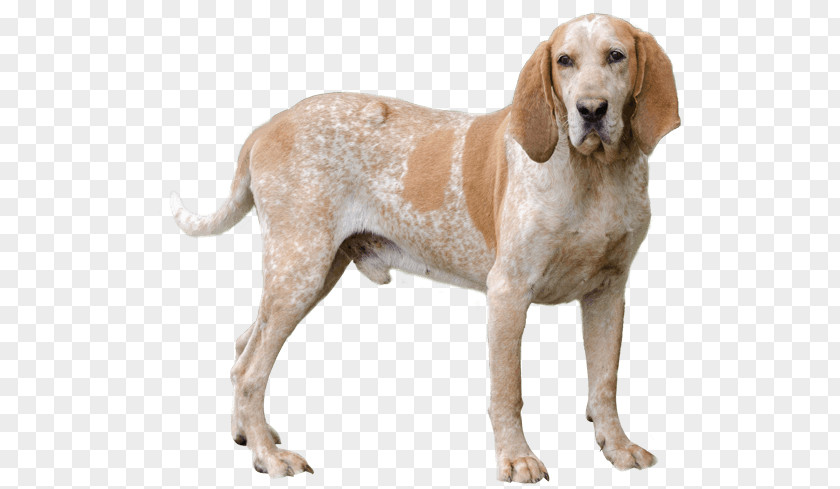 American Curl Personality English Coonhound Redbone Black And Tan Foxhound Treeing Walker PNG