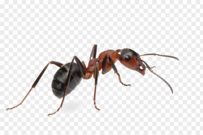 Ants Vector Black Garden Ant Tapinoma Sessile Pest Control PNG