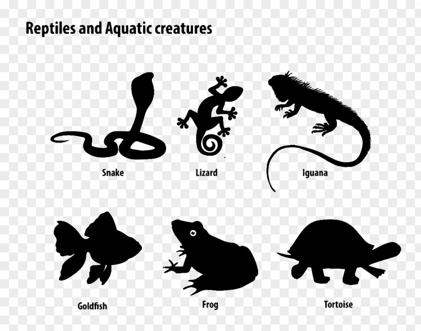Aquatic Creatures Cat Reptile Black Lizard Turtle PNG