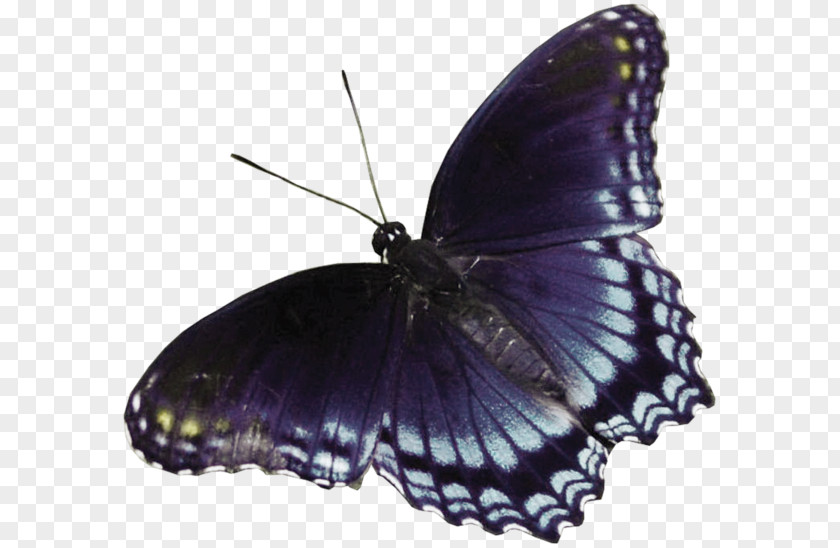 Cartoon Dark Black Butterfly Blue Clip Art PNG